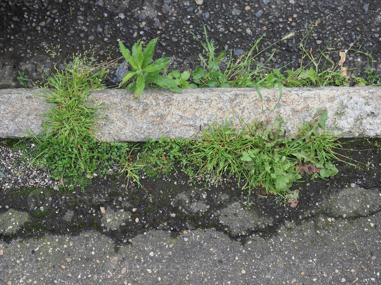 Gras wächst auf Asphalt foto