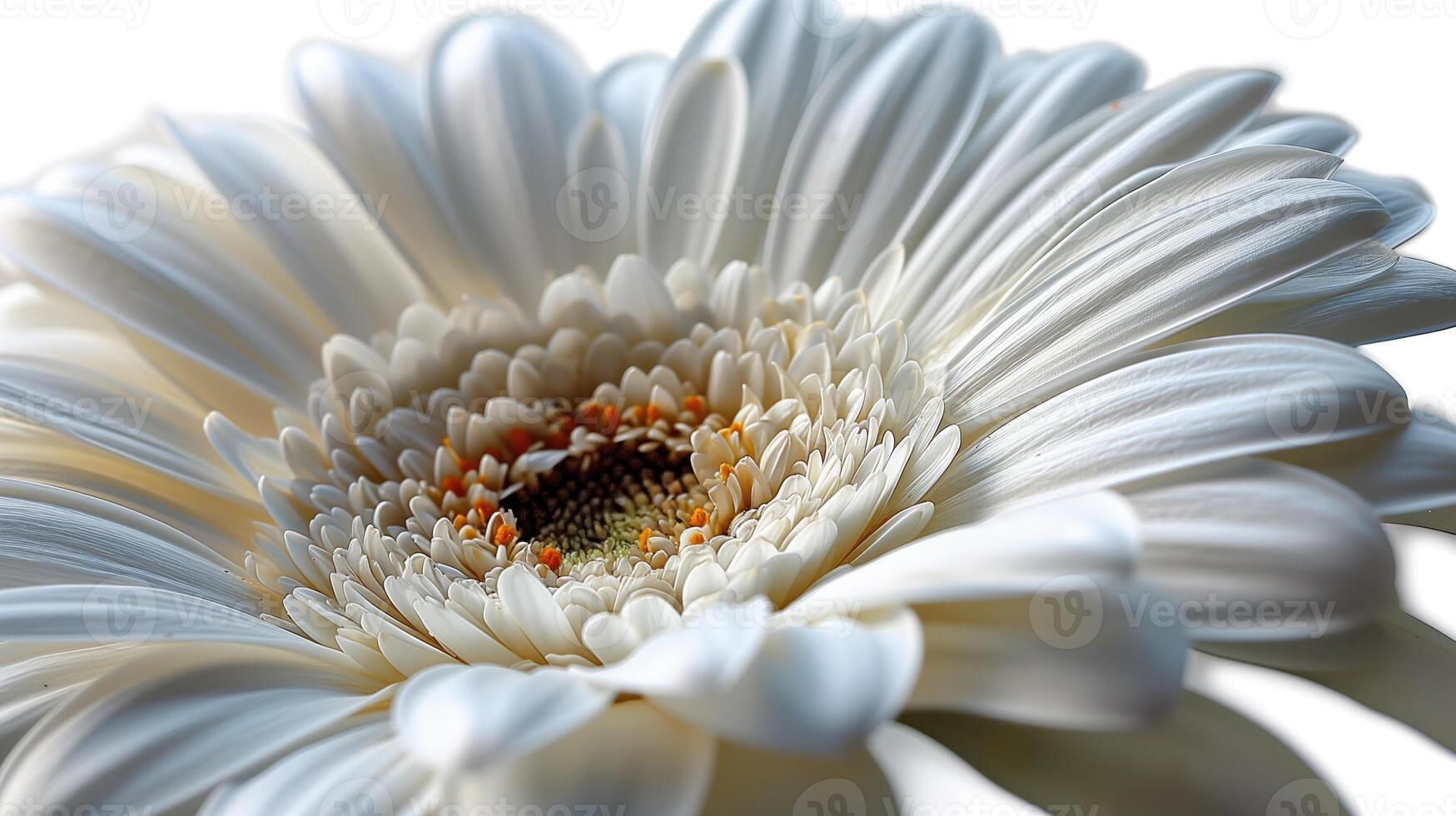 ai generiert Weiß Gerbera Gänseblümchen, Reinheit im blühen foto