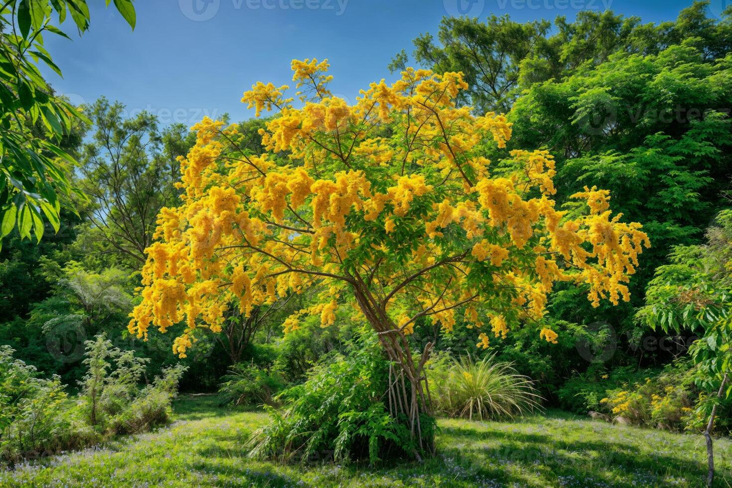 ai generiert ein Mimose Baum im voll blühen, es ist Geäst beladen mit flauschige Gelb Blumen und Reich Grün Laub, einstellen im ein heiter Garten Einstellung, symbolisieren Freude und Erneuerung, hell und lebhaft foto