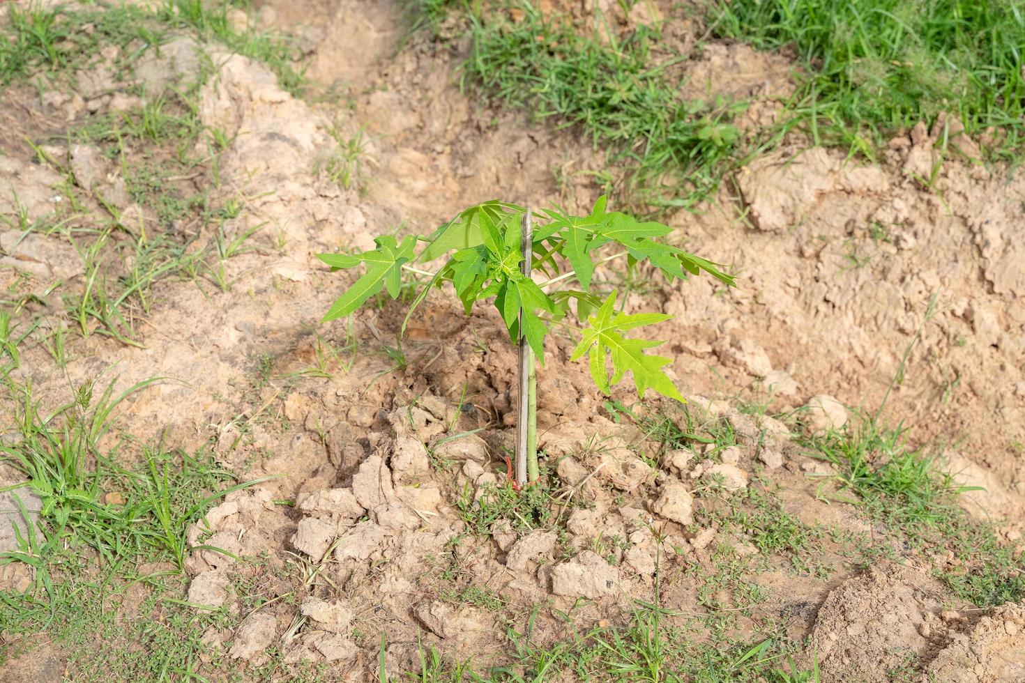 junge Carica-Papaya-Bäume, krautige Pflanze foto