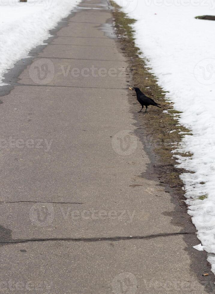 schließen oben Schuss von das Rabe mit etwas Knochen im es ist Schnabel auf das Winter Tag. Konzept foto