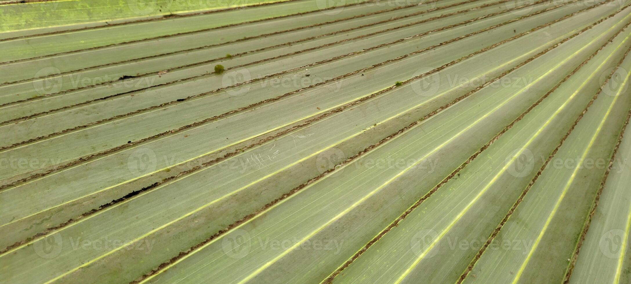 tropisch Palme Bäume auf ein sonnig Tag auf das Strand auf das Küste von Brasilien inmitten foto