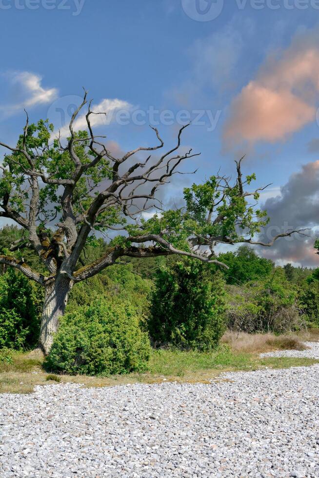 Feuerstein Feld schließen zu Mukran auf Rügen, Ostsee Meer, Mecklenburg-Vorpommern, Deutschland foto