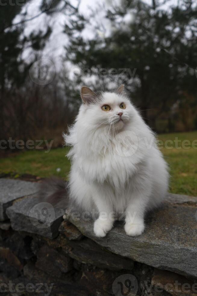 ein Weiß Katze Sitzung auf ein Stein Mauer foto