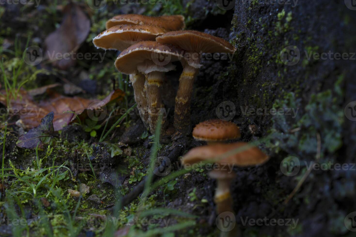 Pilze wachsend auf ein Baum Kofferraum im das Wald foto