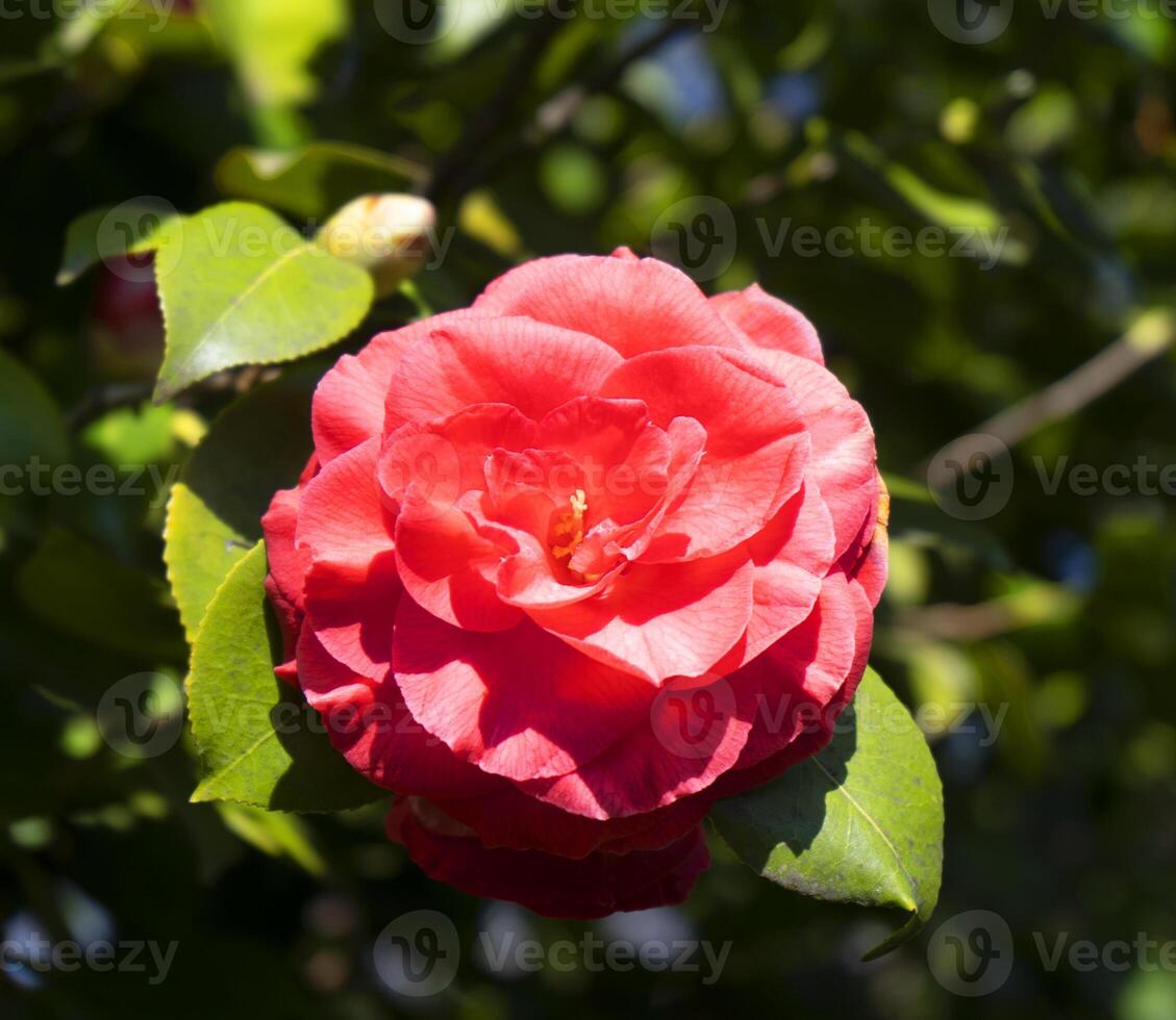 ein rot Blume Blühen auf ein Baum Ast foto