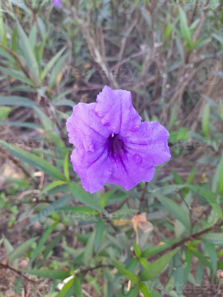 Schönheit von blühen Blumen im das Garten foto