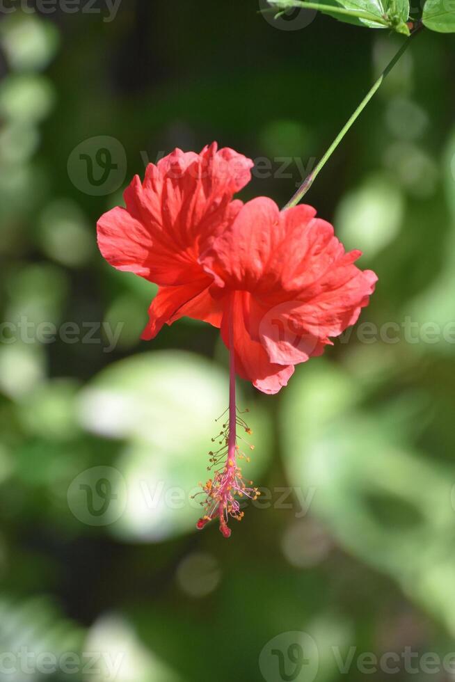 exotisch doppelt rot Hibiskus Blume Blühen im Aruba foto