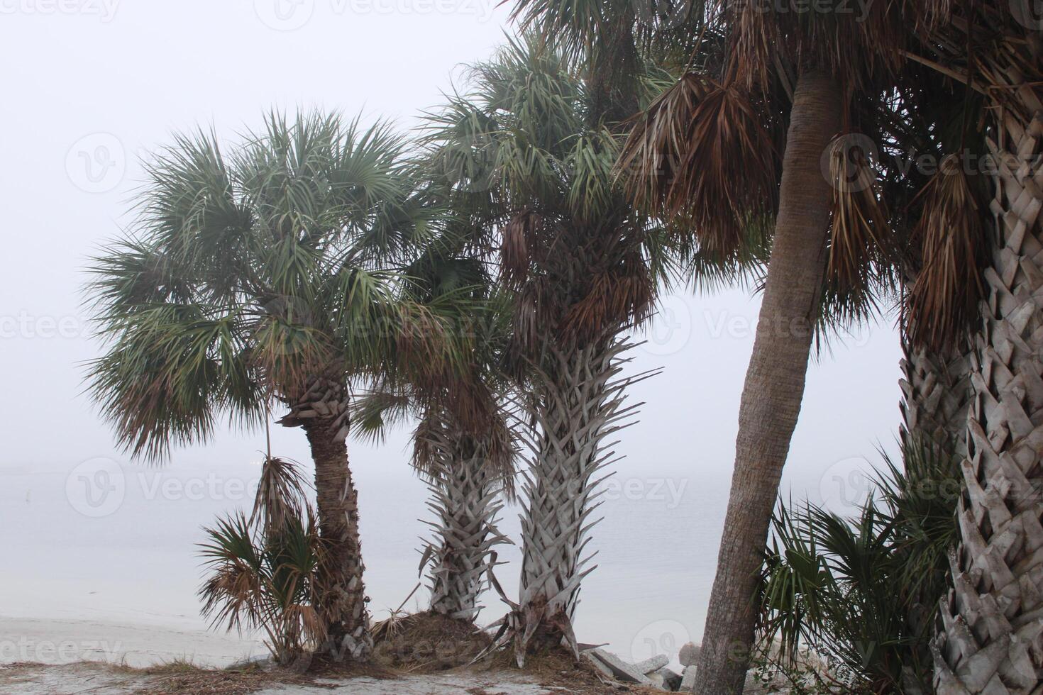 Landschaft um fred Howard Park im Tarpon Federn Florida foto