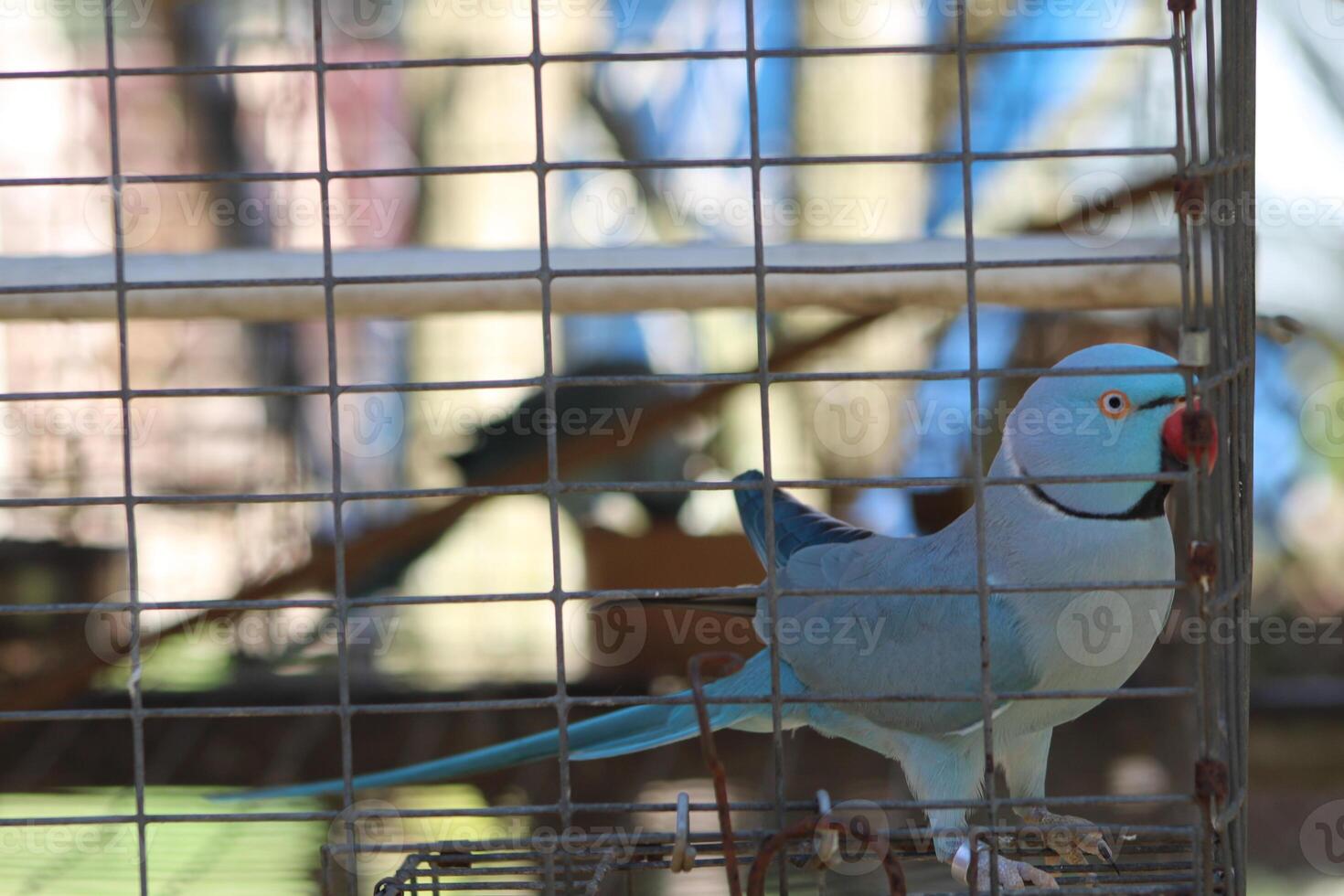 schön Papagei Sitzung im ein Käfig beim ein Zoo foto