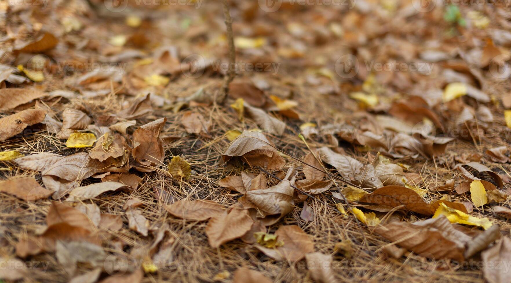 Gelb, Orange und braun Laub von während Blatt fallen auf das Boden Park foto