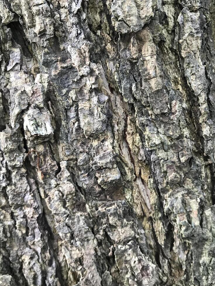 schließen oben Fotografie von ein Baum Rinde foto