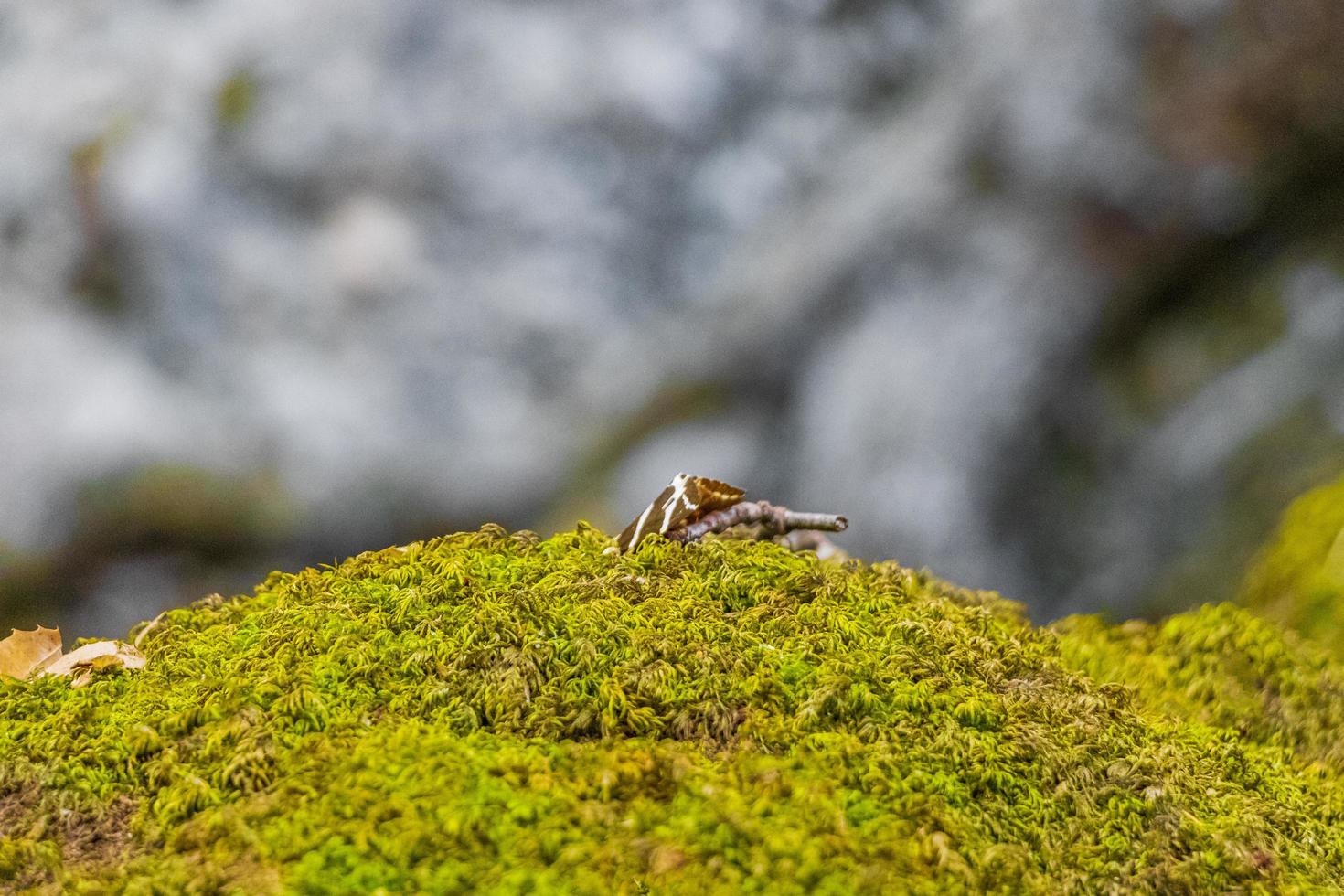 Russischer Bär Schmetterling in der Natur Schmetterlinge Schmetterlingstal Rhodos Griechenland. foto