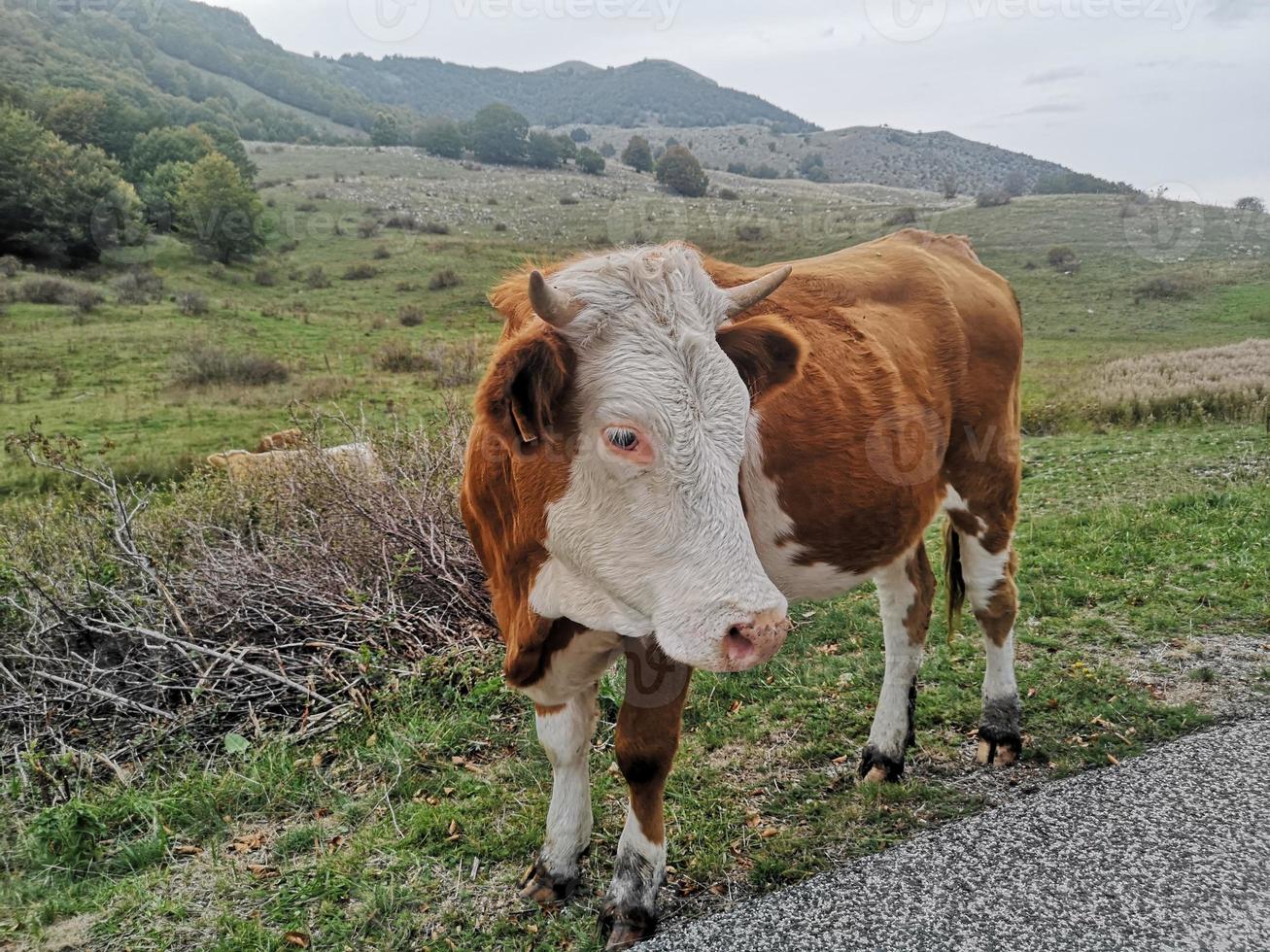 Kuh auf der Alm foto