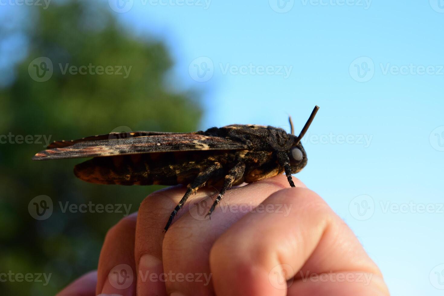 tot Kopf. das groß Schmetterling Zugehörigkeit zu Familie von Braschnik. foto