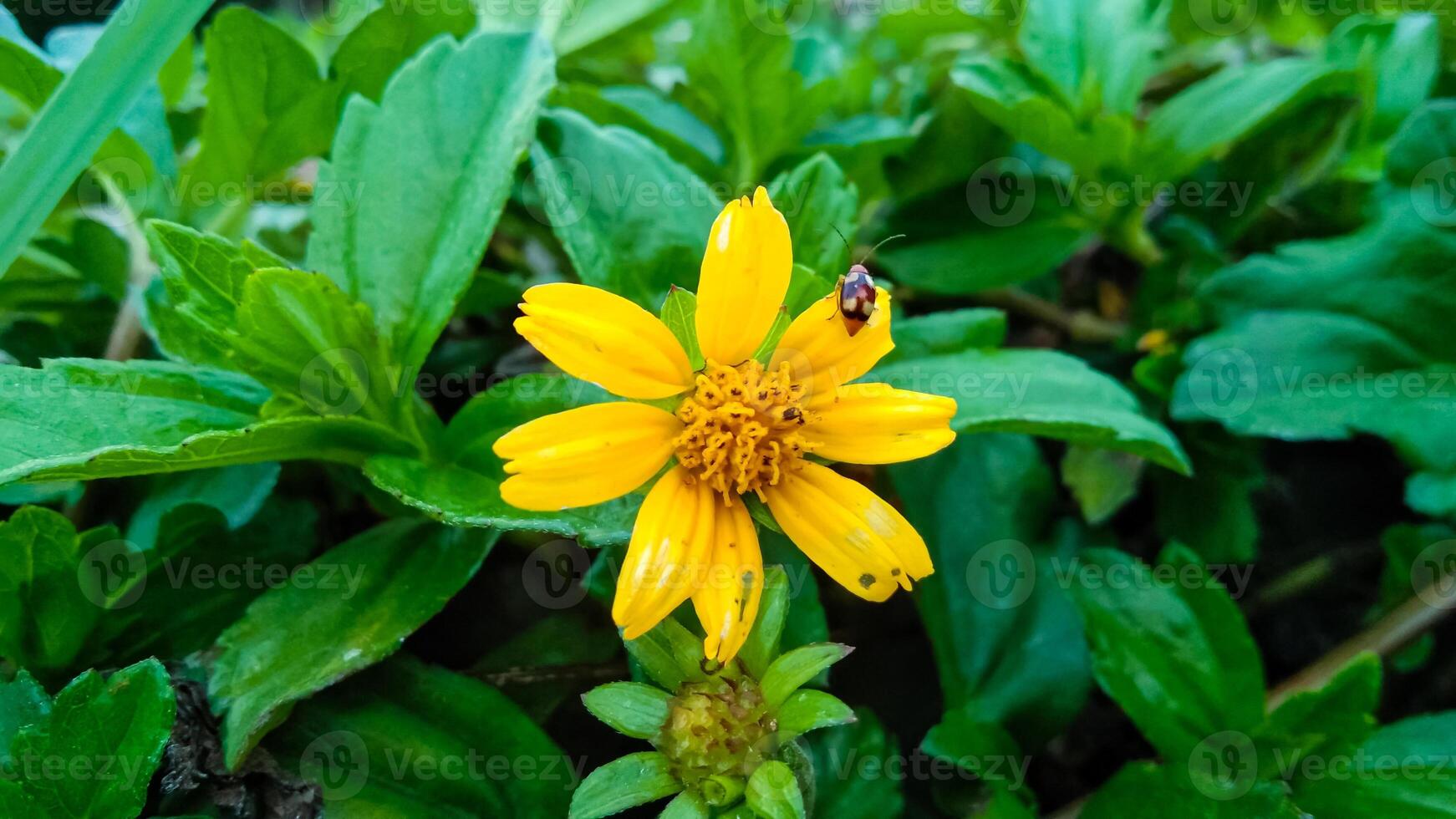 wedelia oder sphagneticola trilobata Blume foto