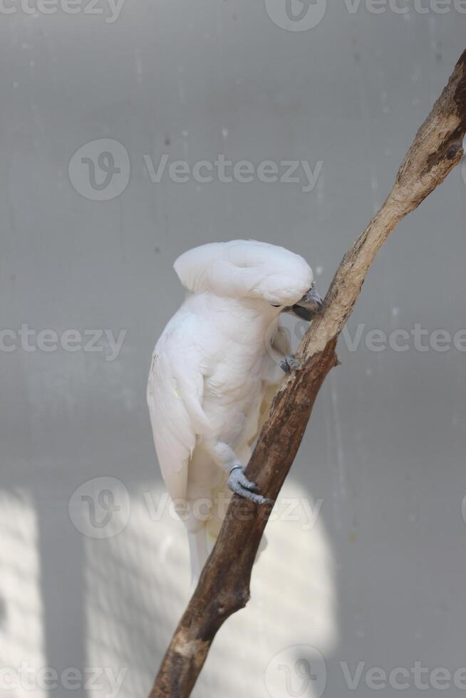 schließen oben von das Tanimbar Vogel corella oder cacatua goffiniana foto