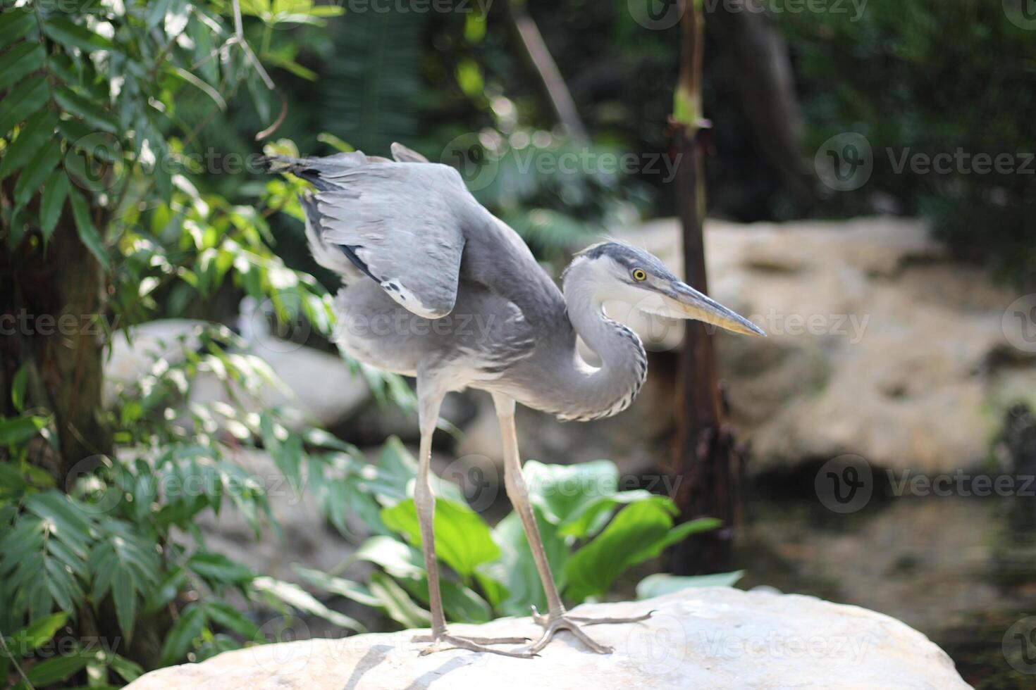 schließen oben von das Cangak abu oder Ardea cinerea Vogel foto