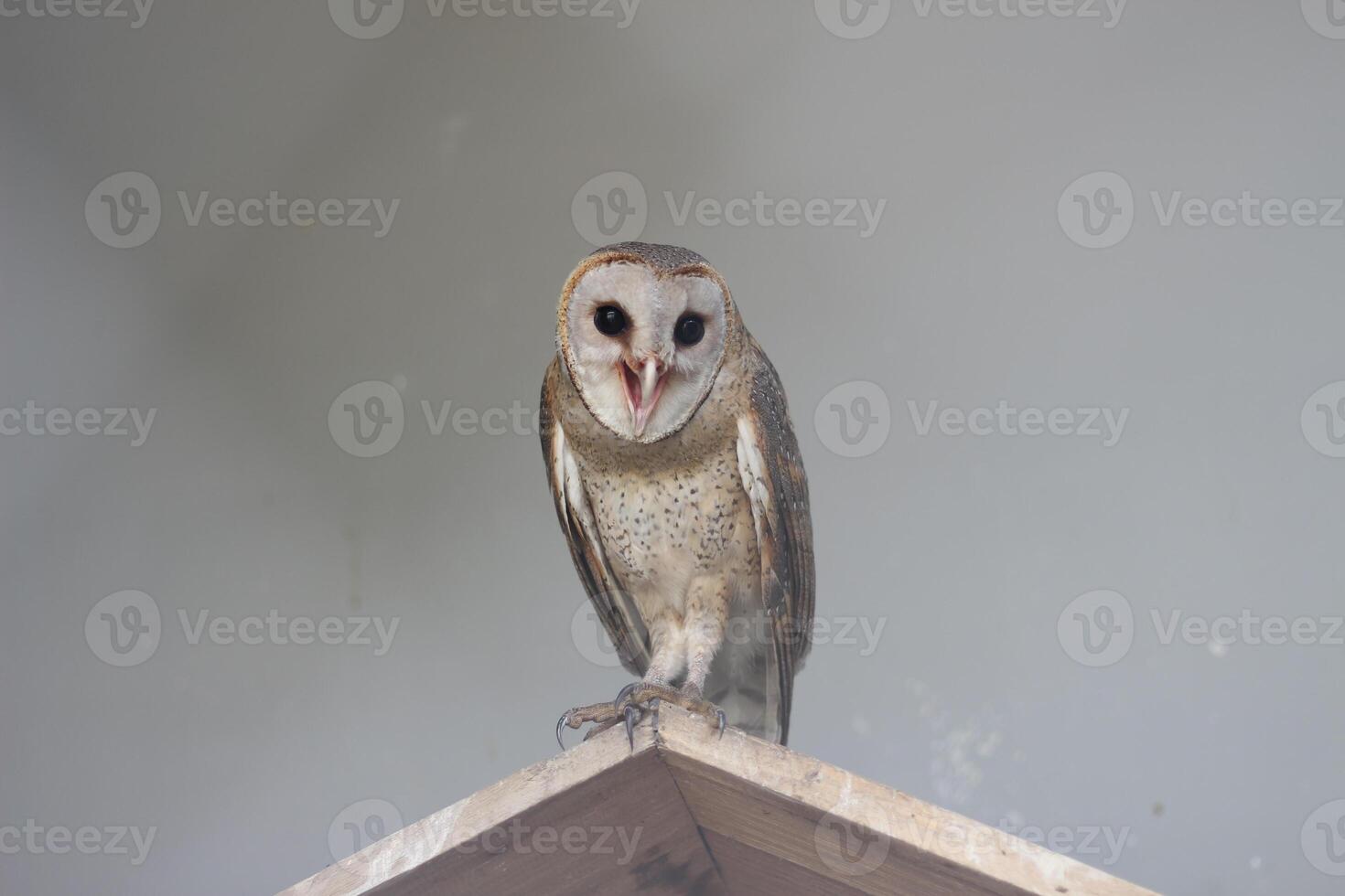 schließen oben von javanisch serak oder tyto alba Vogel foto