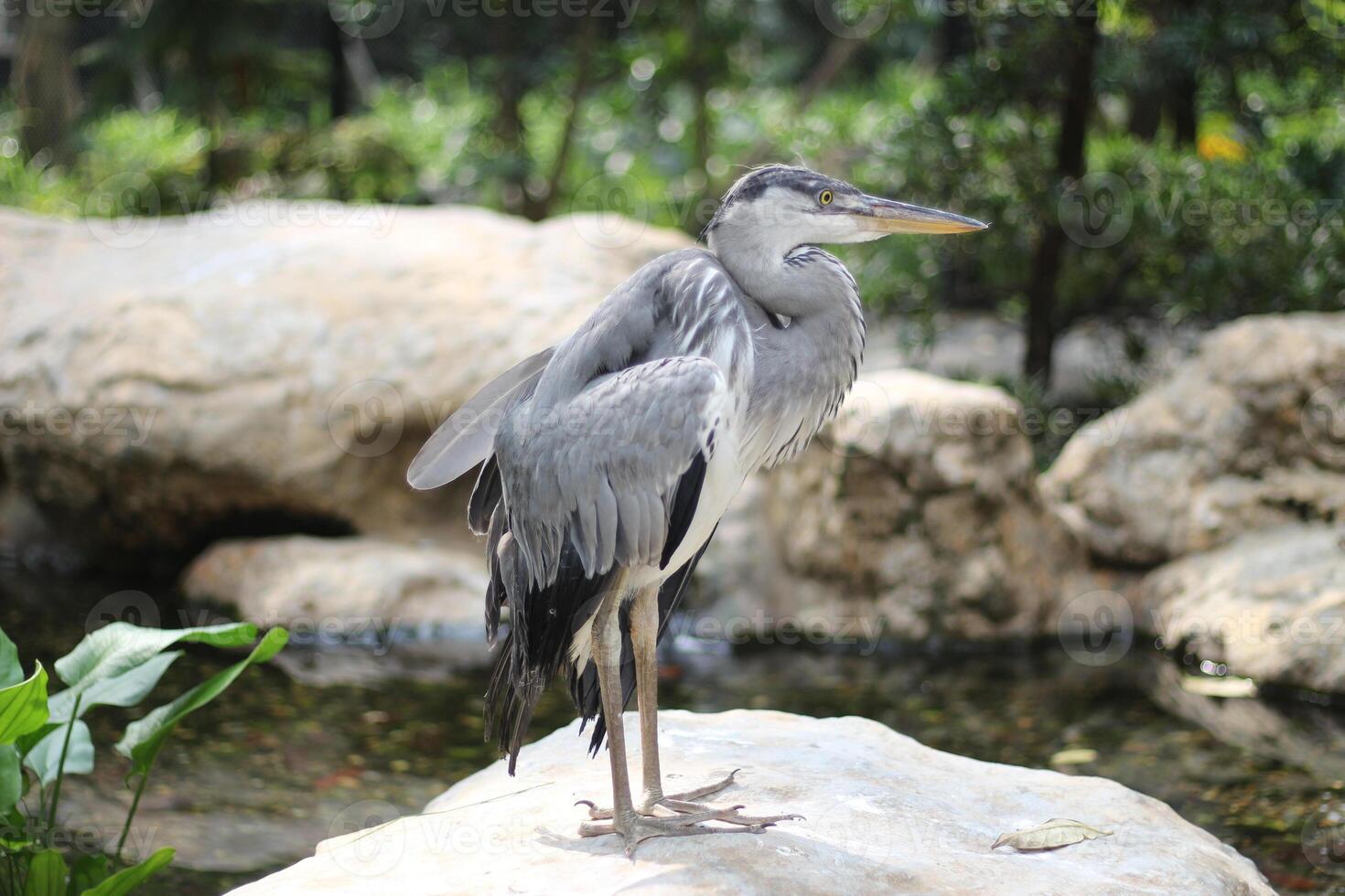 schließen oben von das Cangak abu oder Ardea cinerea Vogel foto