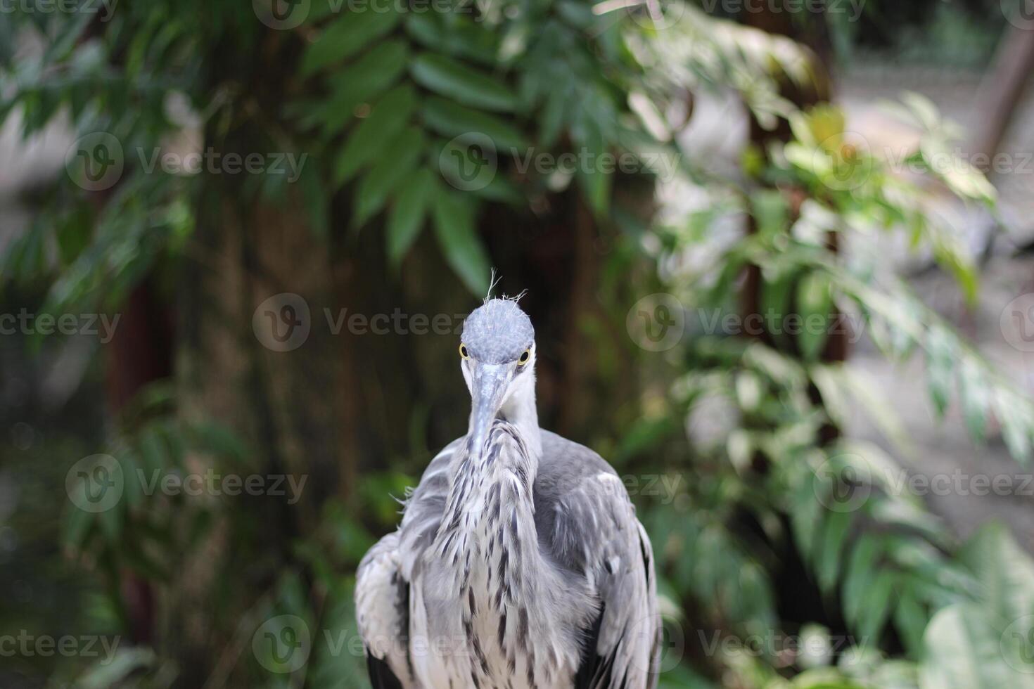 schließen oben von das Cangak abu oder Ardea cinerea Vogel foto