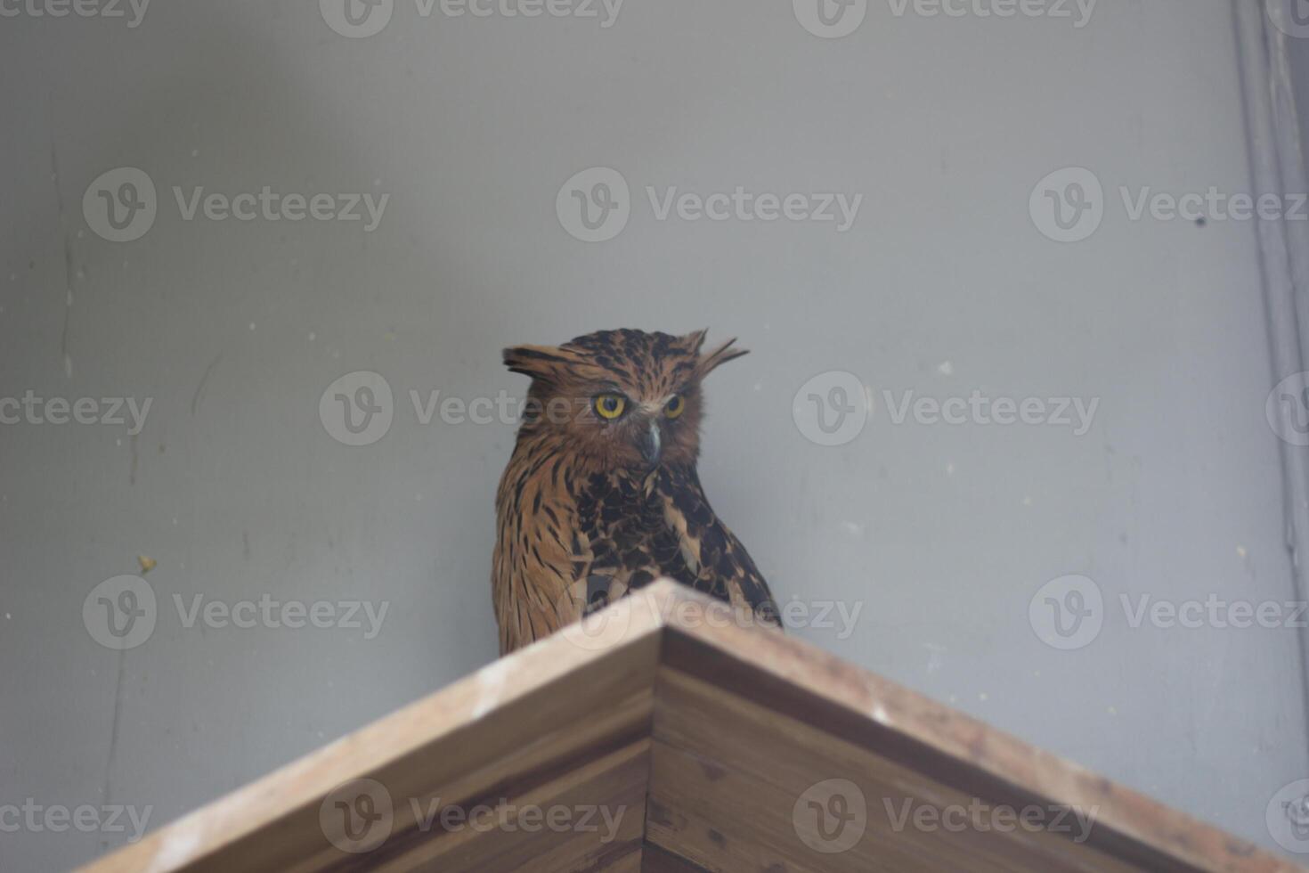 schließen oben von das Beluk Ketupa oder buffy Fisch Eule oder Ketupa Ketupu Vogel foto