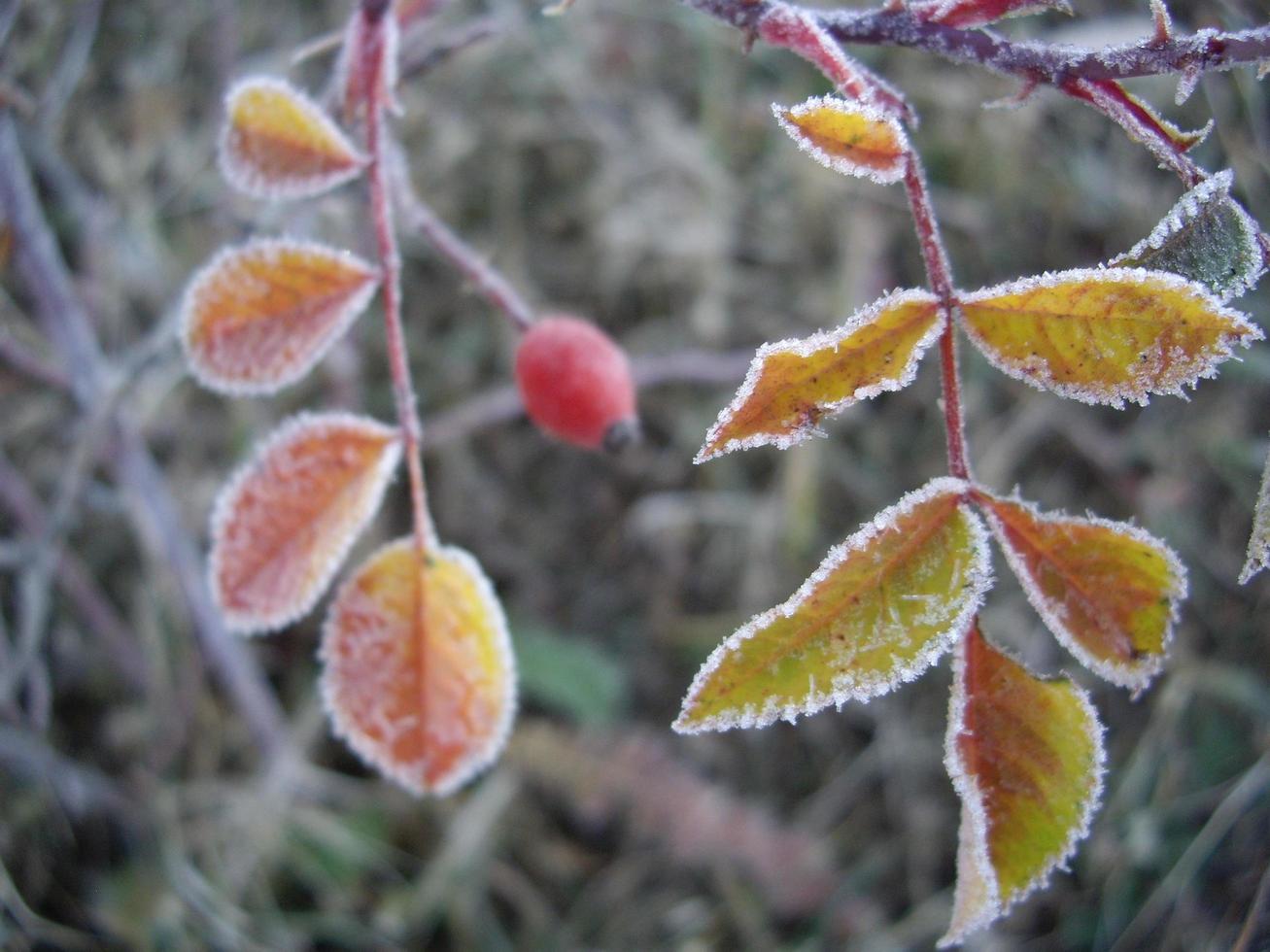 Herbstlaub von Pflanzen und Früchten bei Frost foto