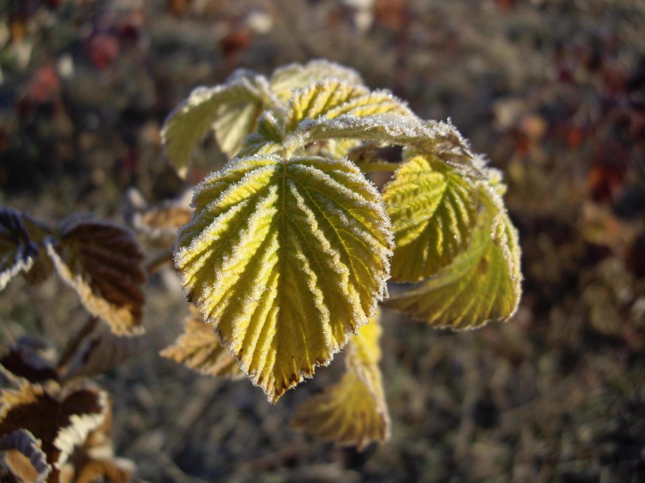 Herbstlaub von Pflanzen und Früchten bei Frost foto