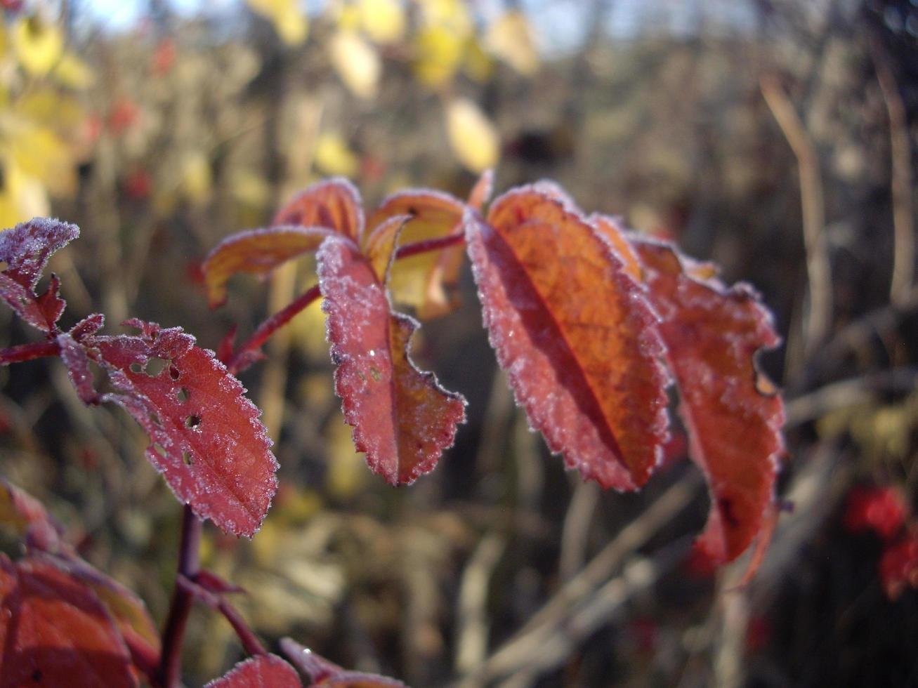 Herbstlaub von Pflanzen und Früchten bei Frost foto