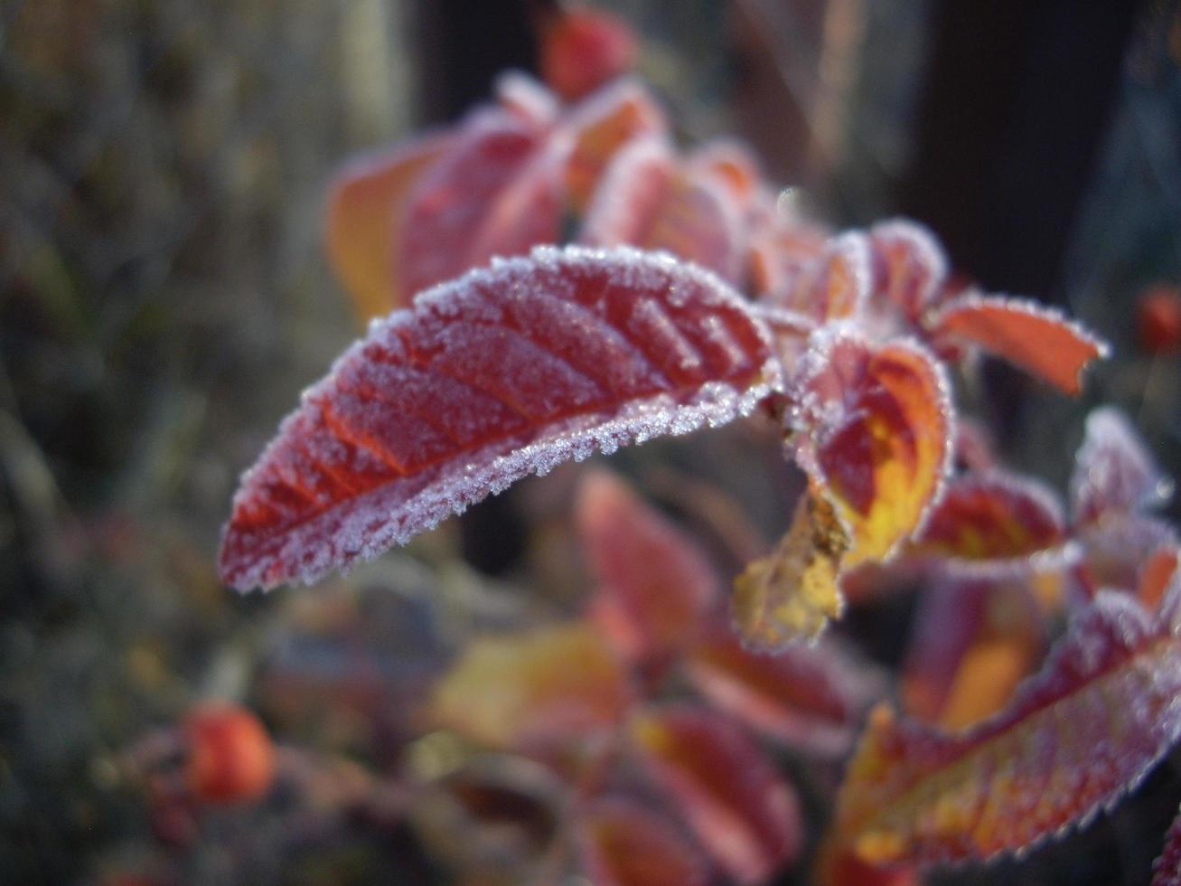 Herbstlaub von Pflanzen und Früchten bei Frost foto