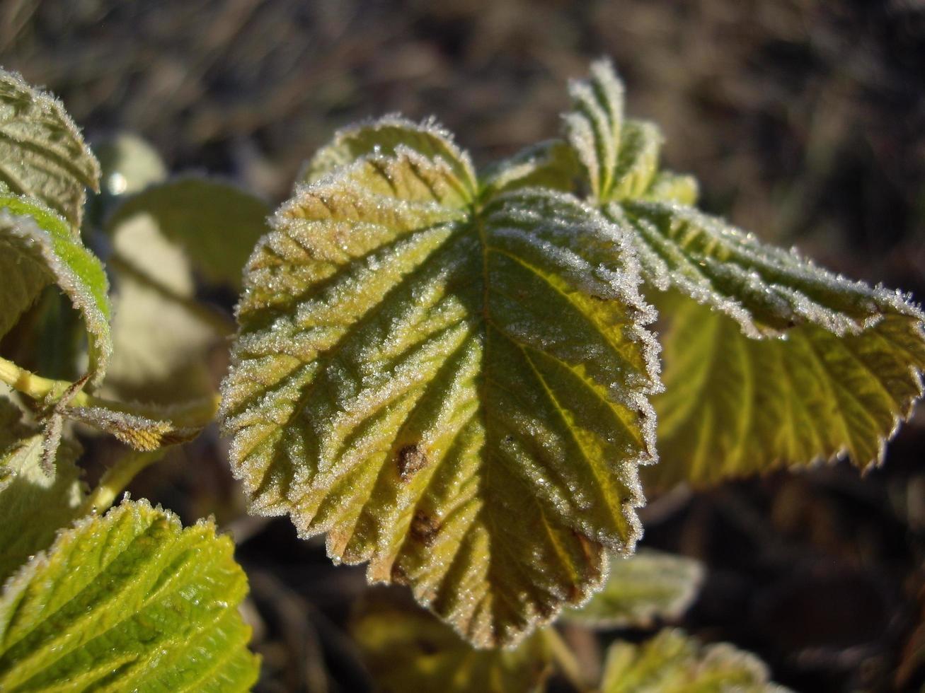 Herbstlaub von Pflanzen und Früchten bei Frost foto