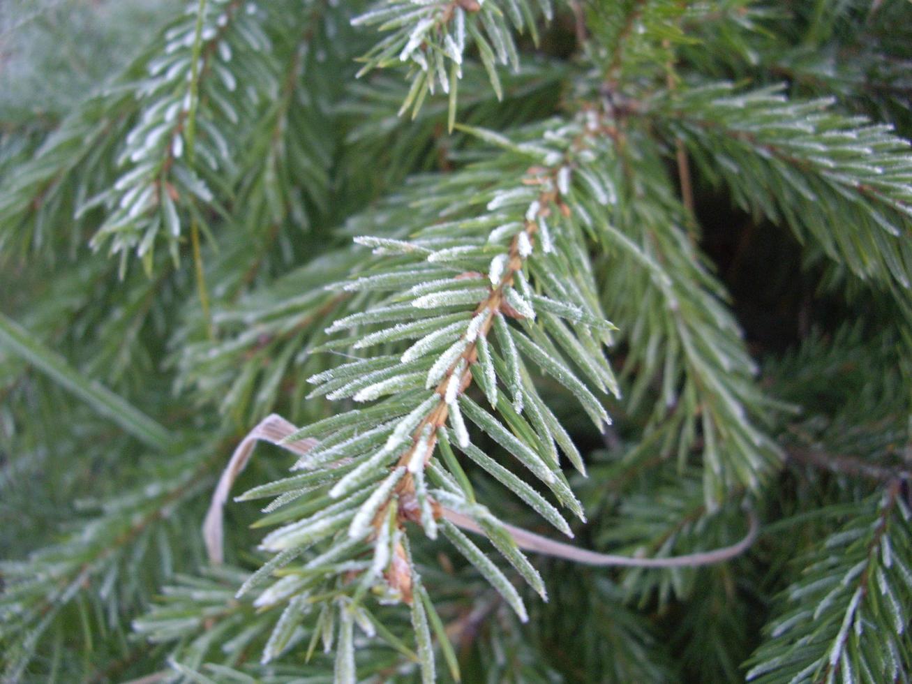 Herbstlaub von Pflanzen und Früchten bei Frost foto