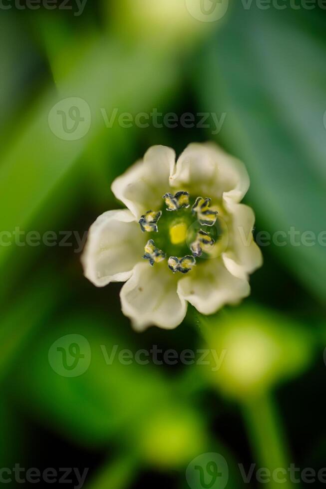 Weiß Blume Pfeffer auf ein Grün Hintergrund, Makro, flach Tiefe von Feld. verwischt foto