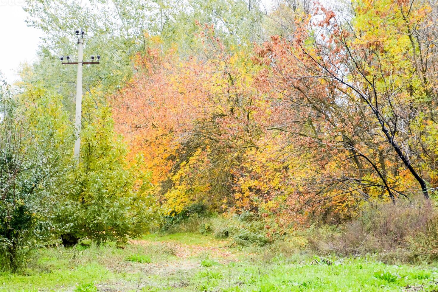 schön Herbst Park. Gelb Blätter auf das Bäume. foto