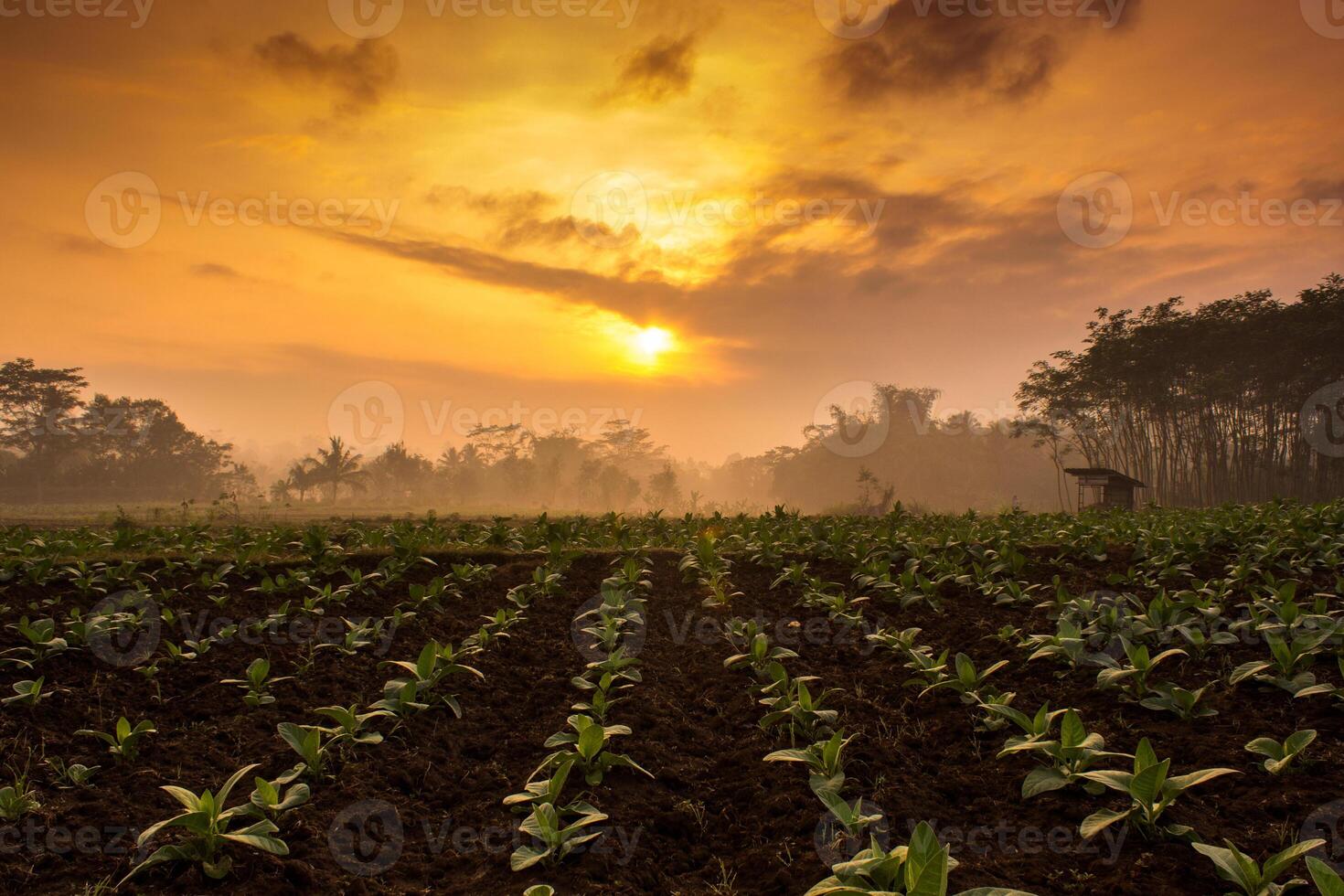 Tabak Plantage. Reihe von Tabak Pflanzen im das Landwirtschaft Feld unter das wolkig Sonnenaufgang foto