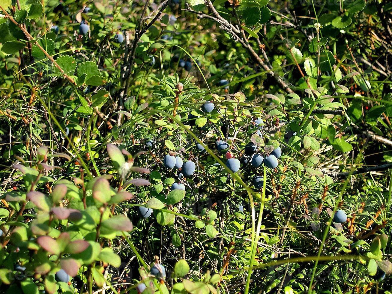 Blau Beeren von Blaubeeren auf Gebüsch. Beeren im das Tundra foto