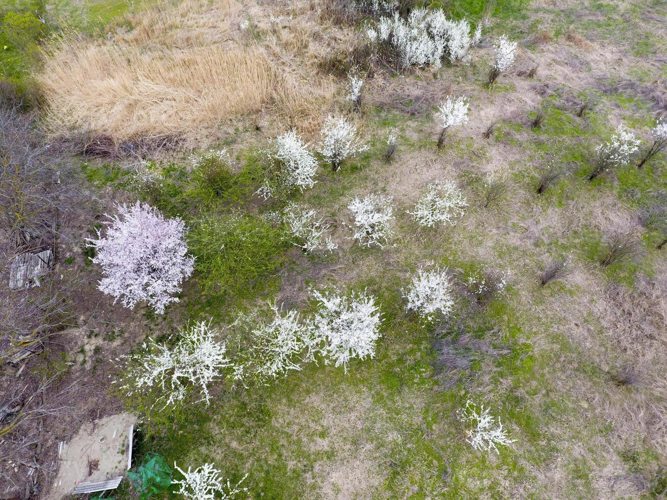 Blühen Kirsche Pflaume. Ackerland Garten, Reihen von jung Bäume. Weiß Blumen von Pflaume Bäume auf das Geäst von ein Baum. Frühling Garten. foto