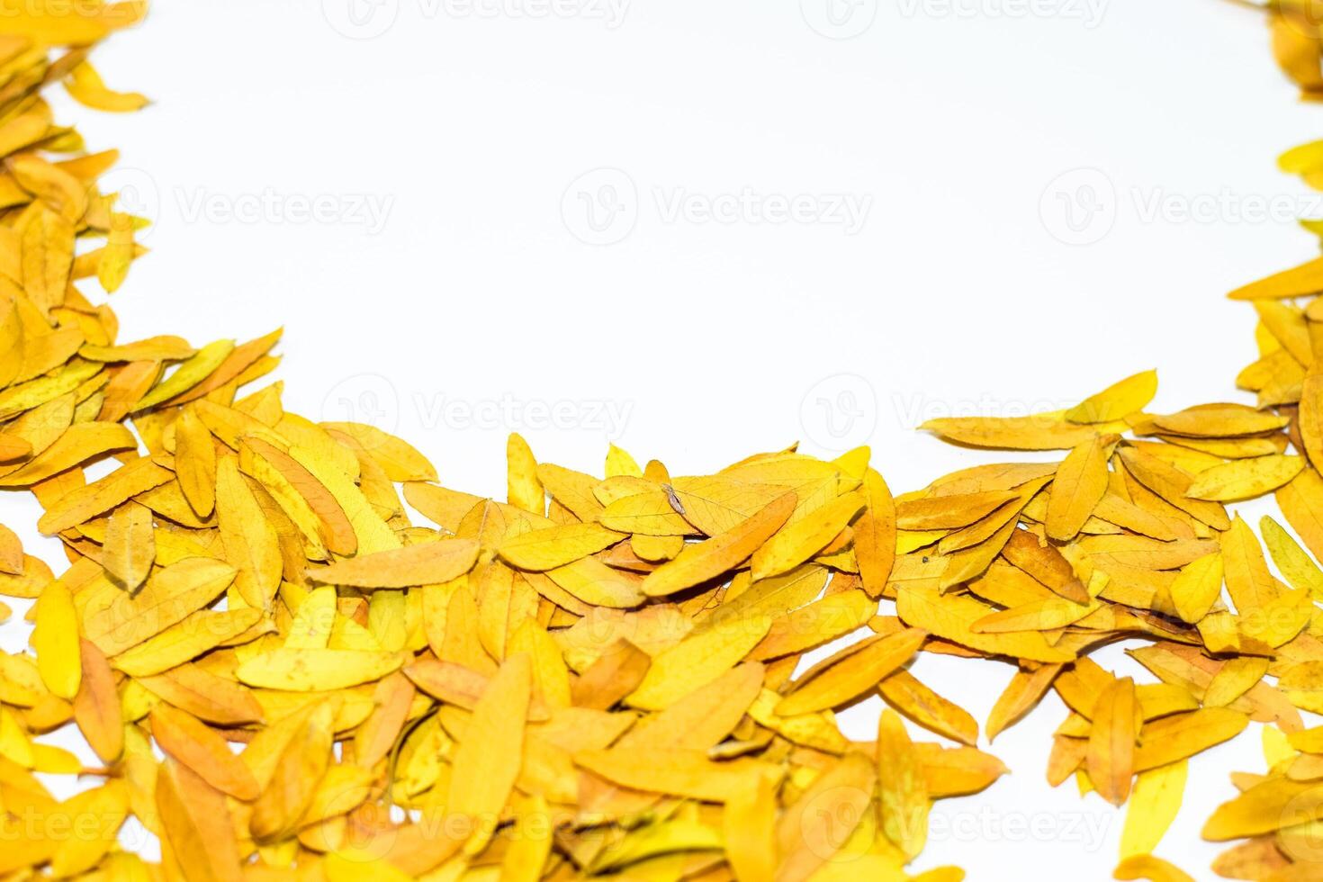 Gledizien Triacantnos, Gelb Blätter foto