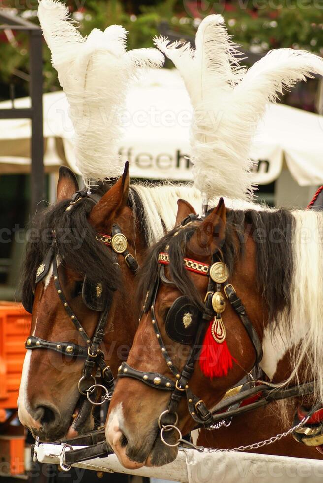 Krakau, Polen, Pferdekutschen mit Führern vor dem st. Marys Basilika foto
