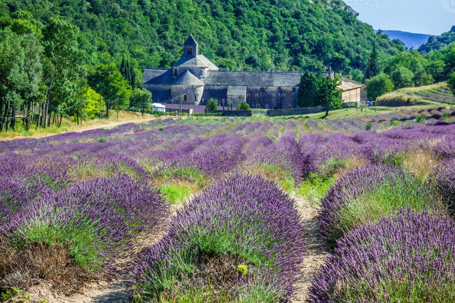 Lavendel im Vorderseite von das abbaye de senanque im Provence foto