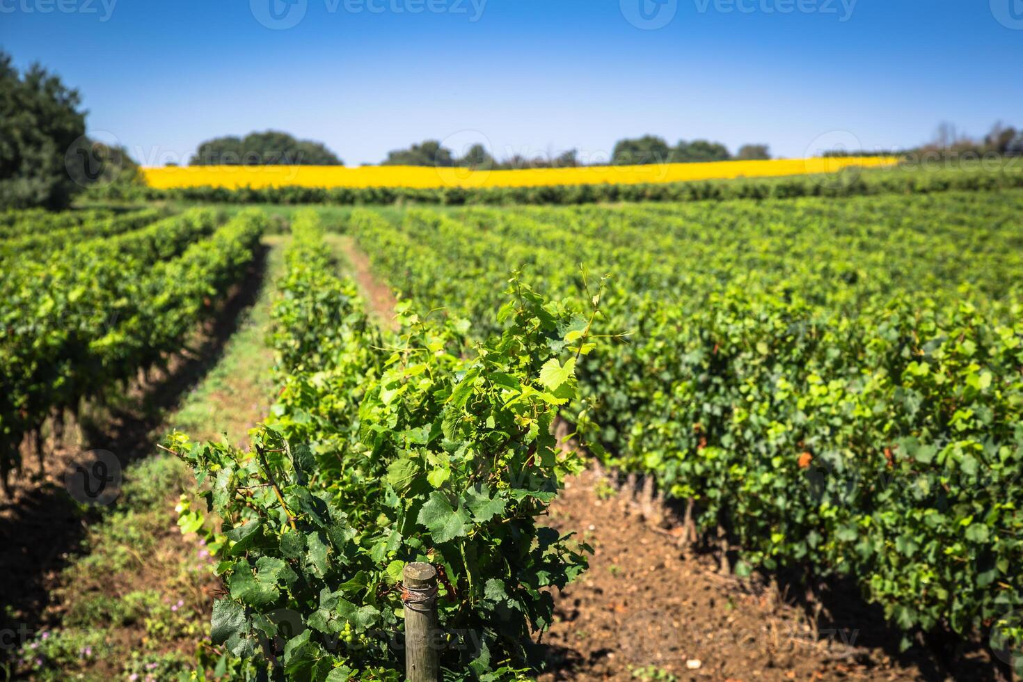 das Weinberge entlang das berühmt Wein Route im Elsass, Frankreich foto