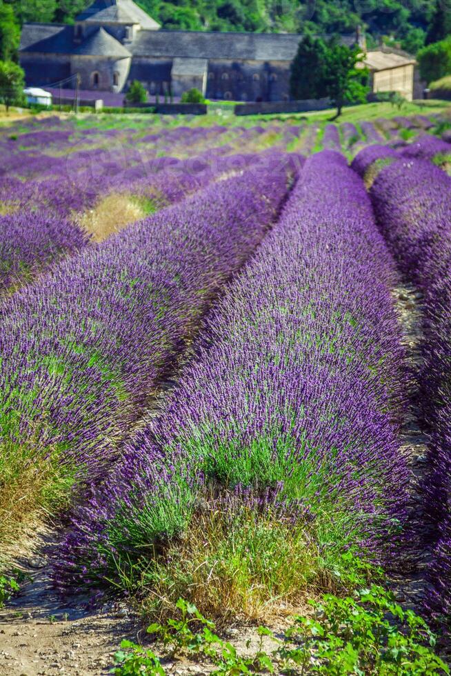 Lavendel im Vorderseite von das abbaye de senanque im Provence foto