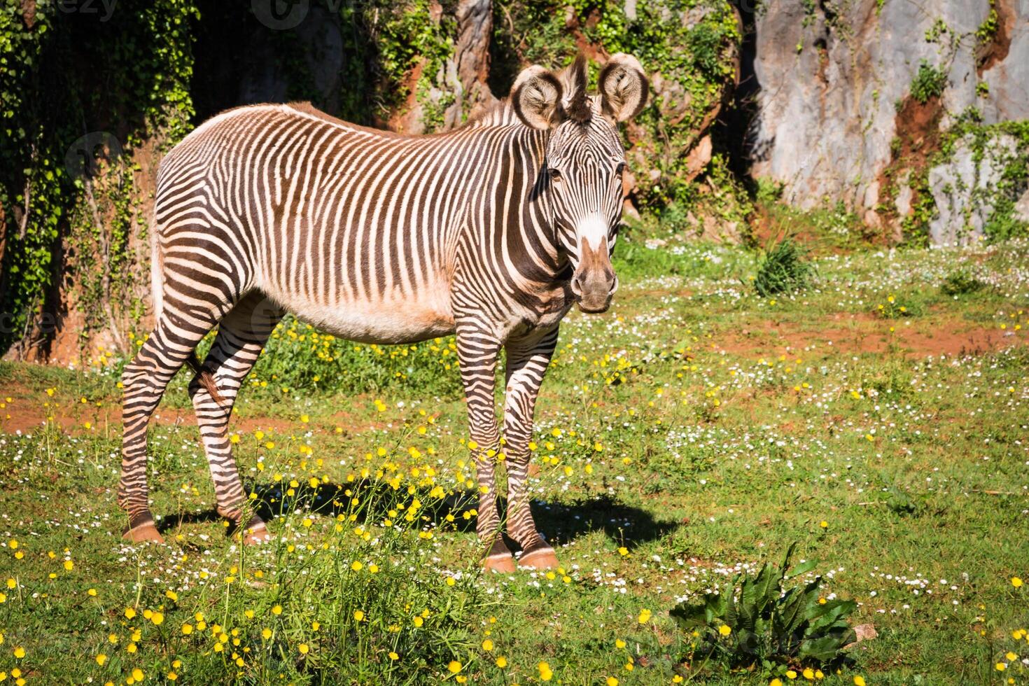 Grevys Zebra, Samburu National Park, Kenia foto