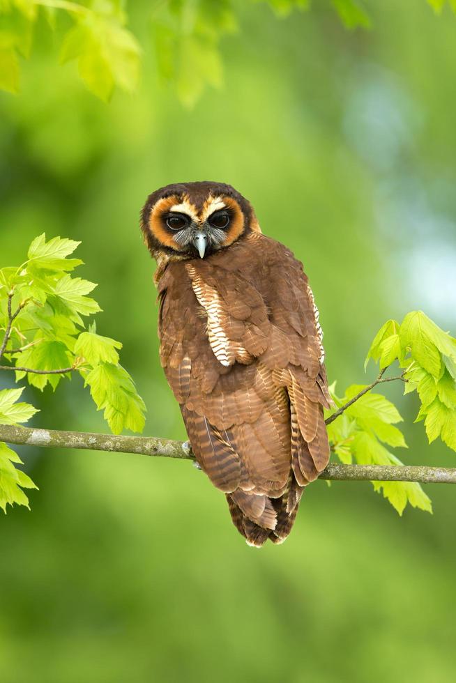 braune Holzeule foto