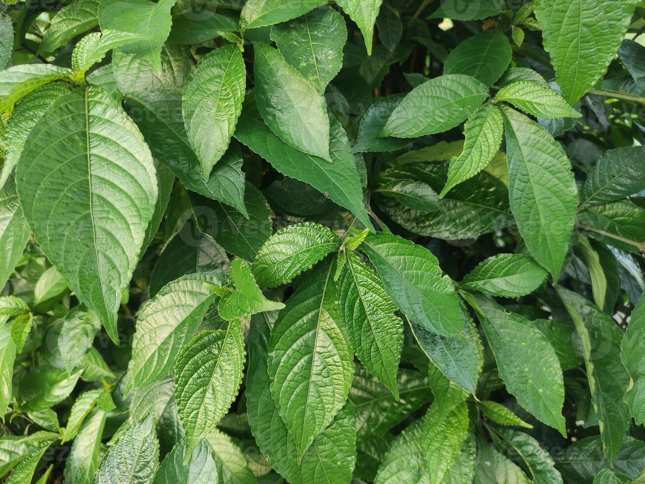 schließen oben von wild Grün Blätter kriechend im das Garten hinter das Haus, geeignet zum Hintergrund Hintergrund foto