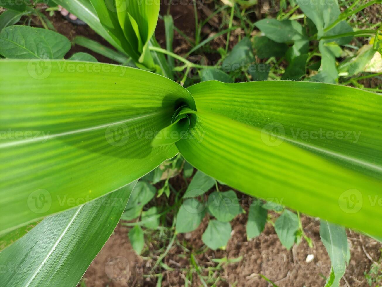 schließen oben von Grün Mais Blätter im das Garten hinter das Haus, geeignet zum Hintergrund Hintergrund foto