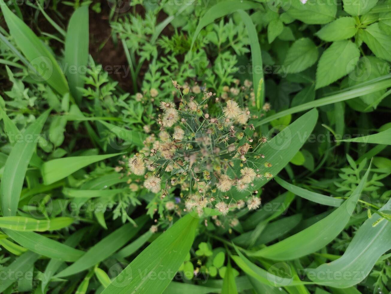 schließen oben Textur von Busch Blätter im das Garten hinter das Haus, geeignet zum Hintergrund Hintergrund foto