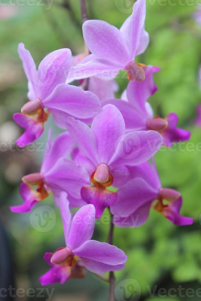 lila Doritis Orchidee Blume mit verschwommen Hintergrund foto