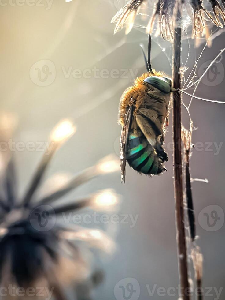 Nahansicht von ein schön Insekt auf ein Blühen Blume foto