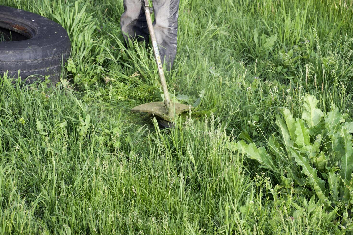 Anwendung Trimmer. Mähen Grün Gras mit ein Angeln Linie Trimmer foto